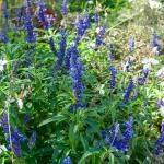 Fleurs - Sauge Victoria - face recto